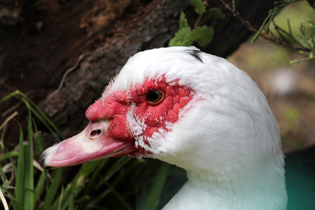 的絆腳石 的絆腳石