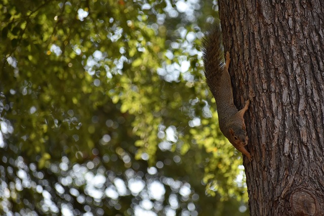 泳池中的无 泳池中的无